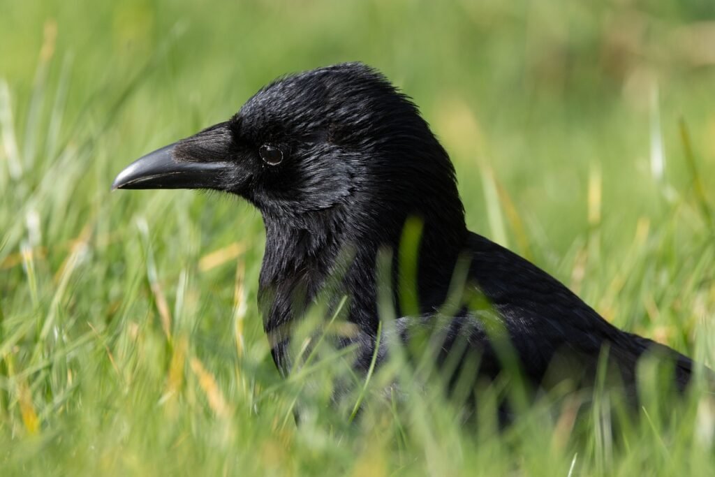 raven, bird, black, grass, nature, animal, close-up, eyes, feathers, beak, autumn, britain, natural, wildlife, ornithology, h