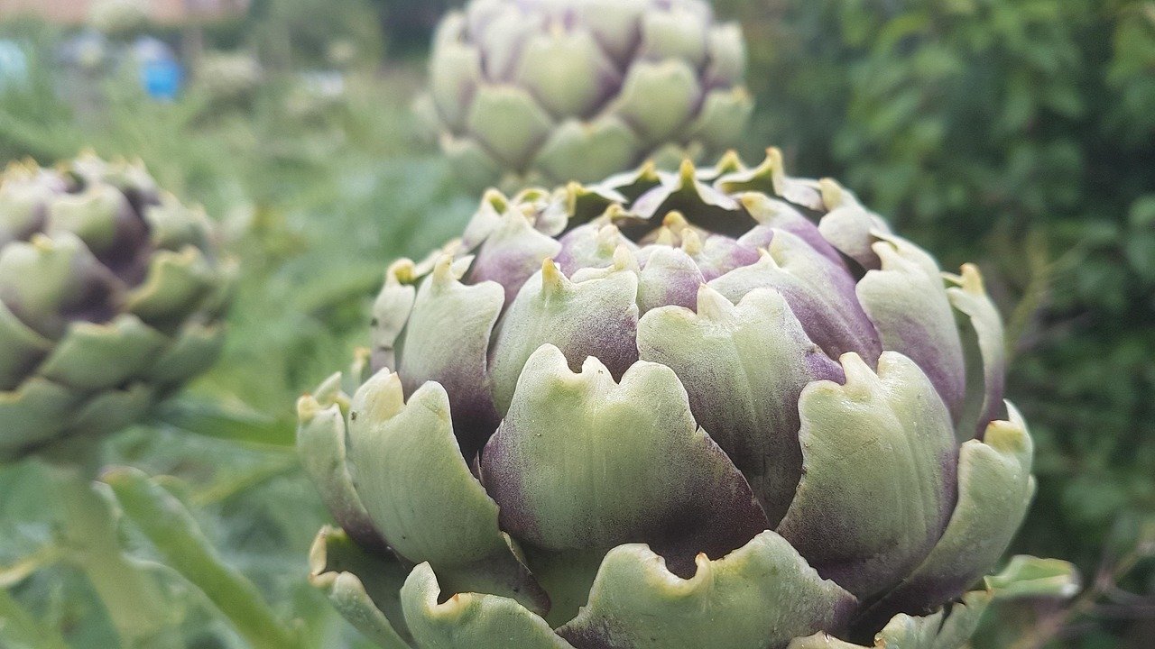 allotment, nature, plant, artichoke, allotment, allotment, allotment, artichoke, artichoke, artichoke, artichoke, artichoke,