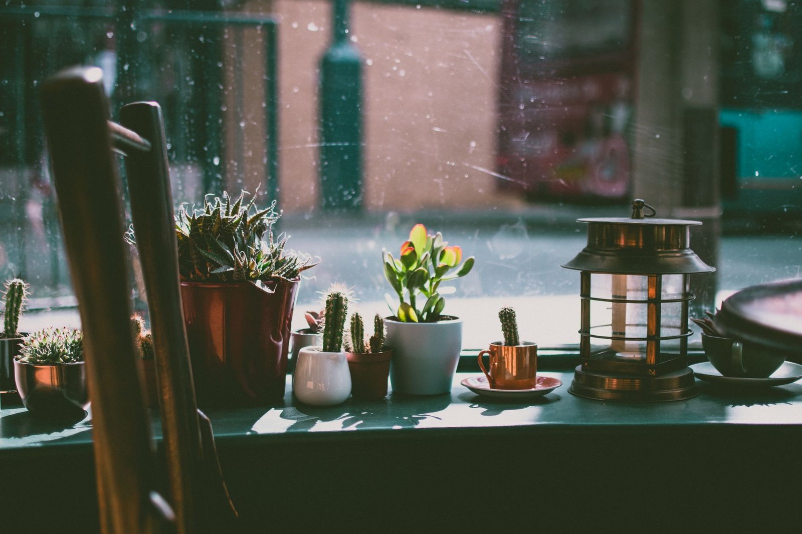 Cozy indoor window arrangement featuring potted cacti, a lantern, and a teacup with natural daylight.