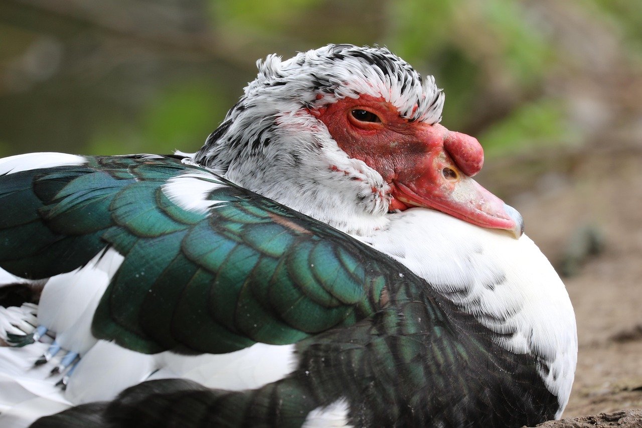 indoutka, duck, ugly duck, ugly duck, ugly duck, ugly duck, ugly duck, ugly duck, England, United Kingdom, Derby