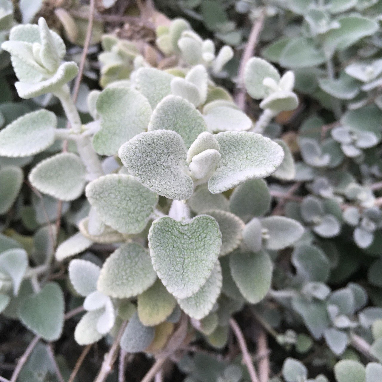plant, green plant, garden, green, nature, leaf, botany, United Kingdom, Edinburgh, Scotland