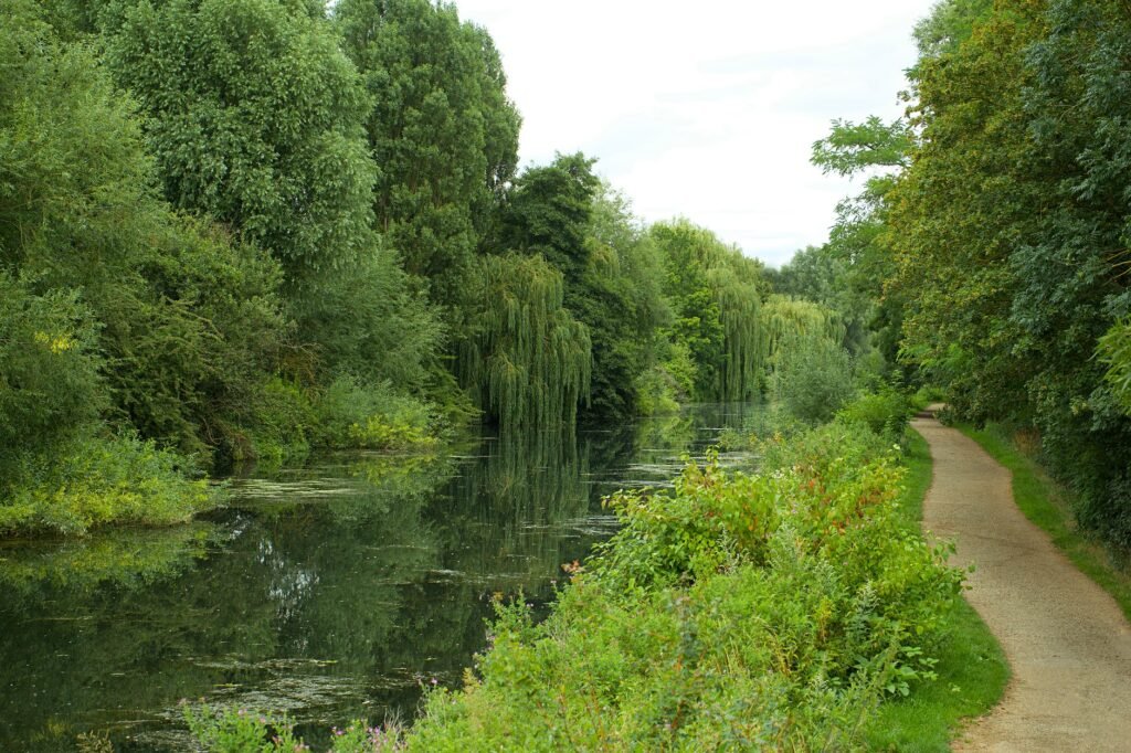 A serene riverside walk through lush greenery in the UK, featuring a calm river and vibrant plants.