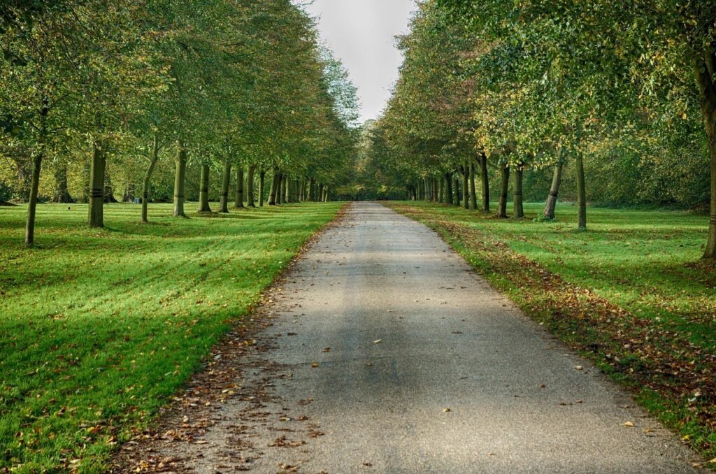modesto, california, scenic, trail, road, path, dirt, trees, park, nature, outside, green road, green park, green path, modes