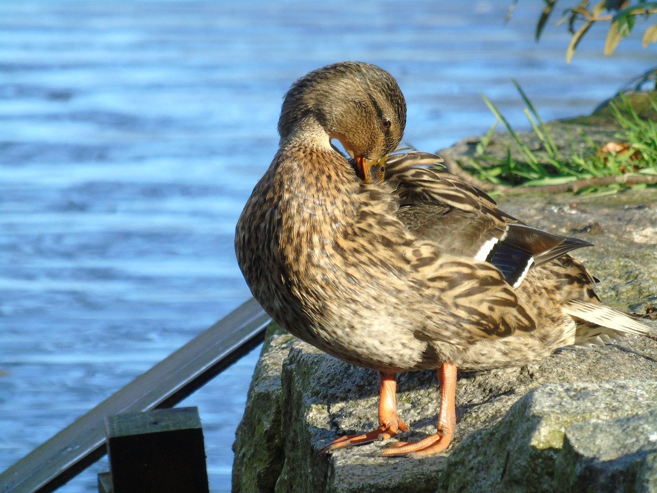 birds, ducks, sea bird, duthie park, aberdeen, scotland, nature, uk