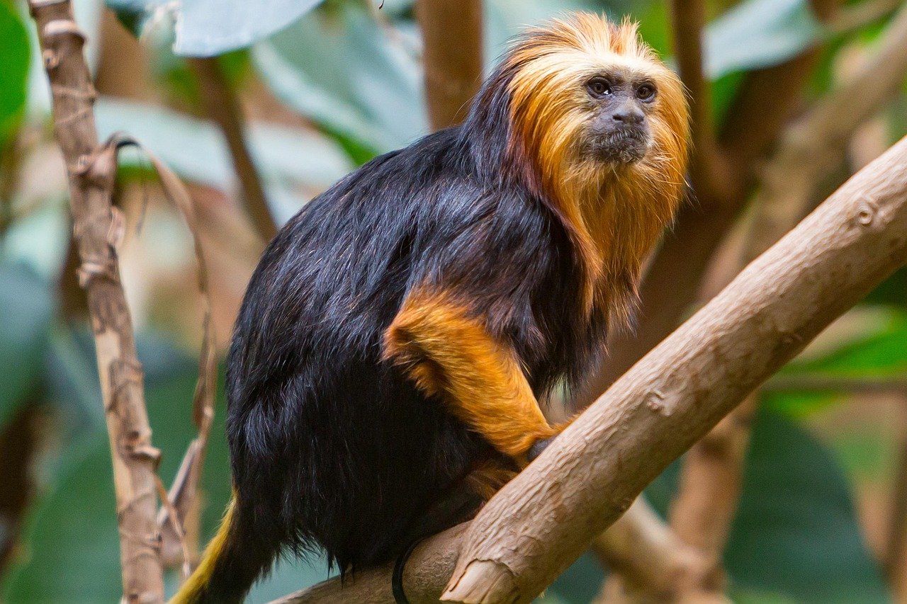 golden-headed lion tamarin, tamarin, monkey, ape, primate, chester zoo, tamarin, tamarin, tamarin, tamarin, tamarin, England,