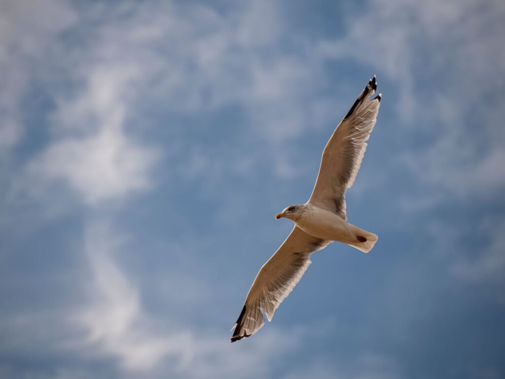 A seagull soars gracefully against a blue sky in Newhaven, England.