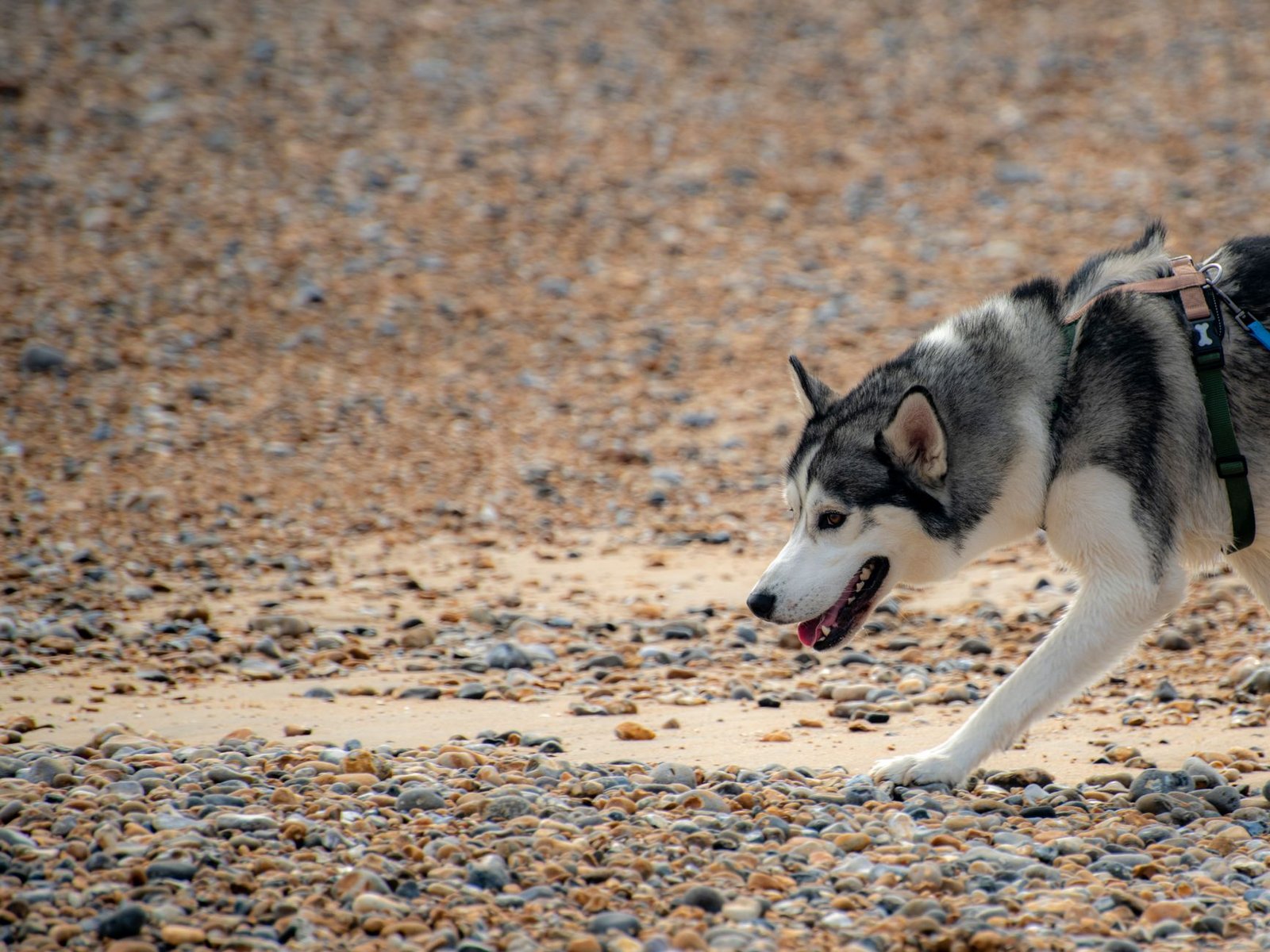 Siberian Husky enjoys a walk on the pebble beach in Newhaven, England. Ideal for dog lovers and nature enthusiasts.