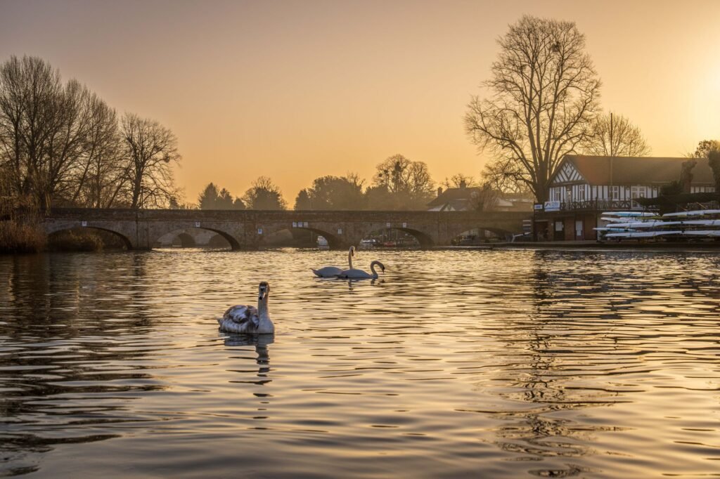 Swans gracefully swim on a tranquil river during a golden sunset with a scenic bridge in the background.