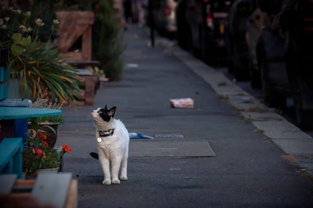 A black and white cat explores an urban London street surrounded by greenery and city life.