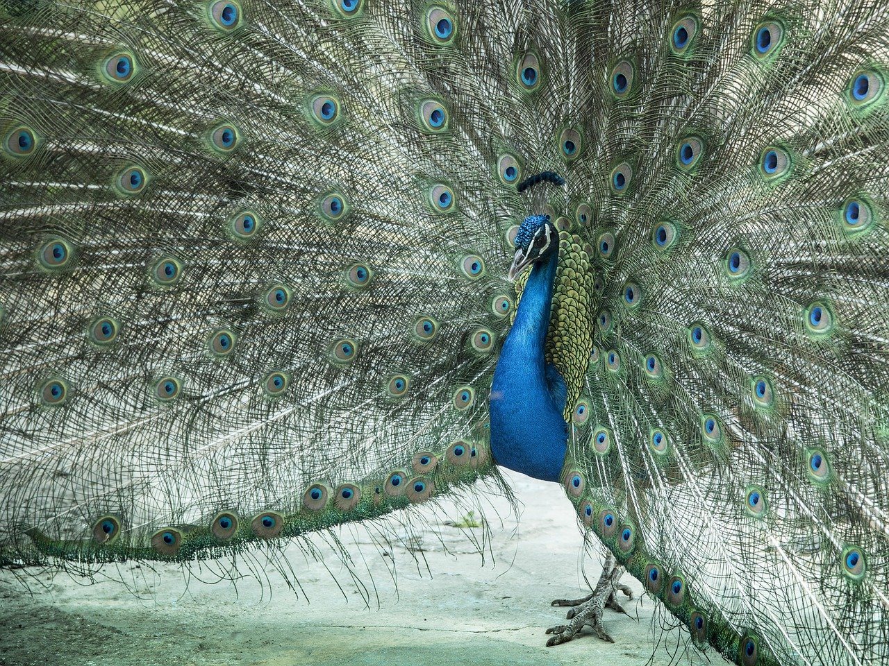 peacock, zeal, male, nice, plumage, pens, courtship, figure, animal, bird, wedding, couple, link, animals, nature, united