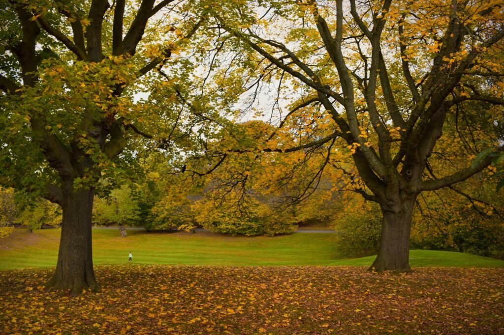Vibrant autumn foliage in a peaceful London park, creating a picturesque natural scene.