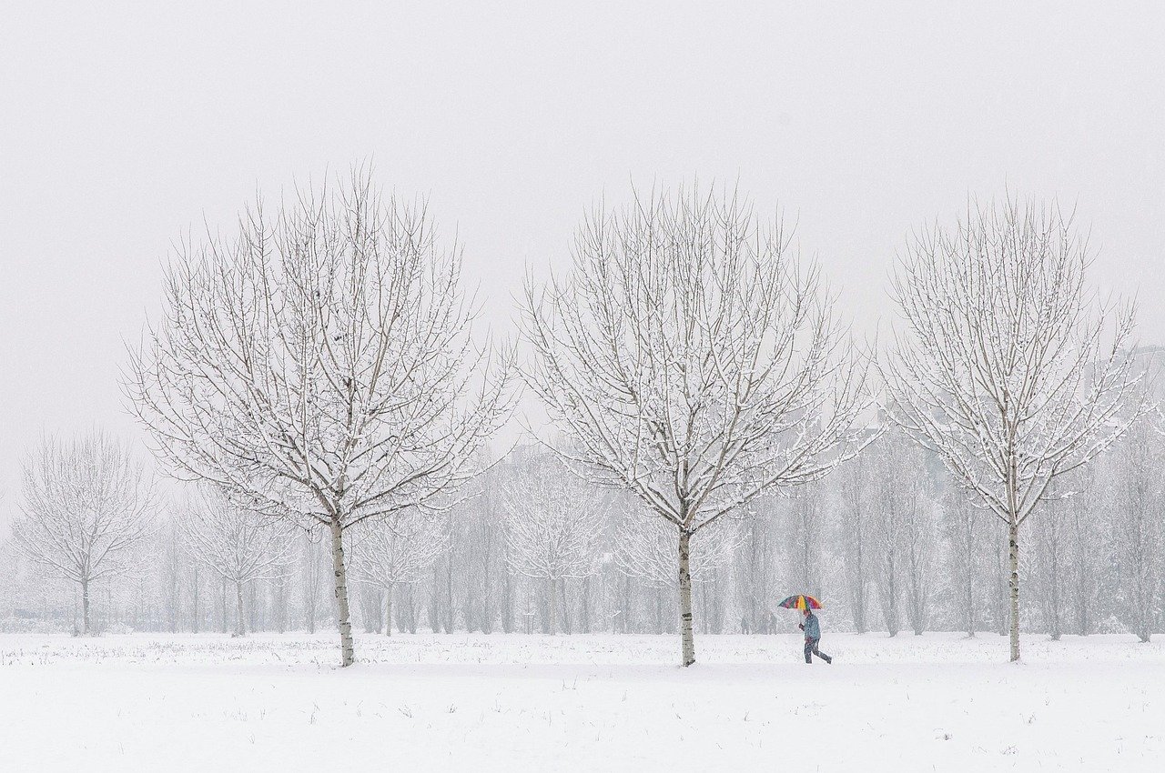 trees, nature, winter, season, outdoors, snow, cold, winter, winter, winter, snow, snow, snow, snow, snow