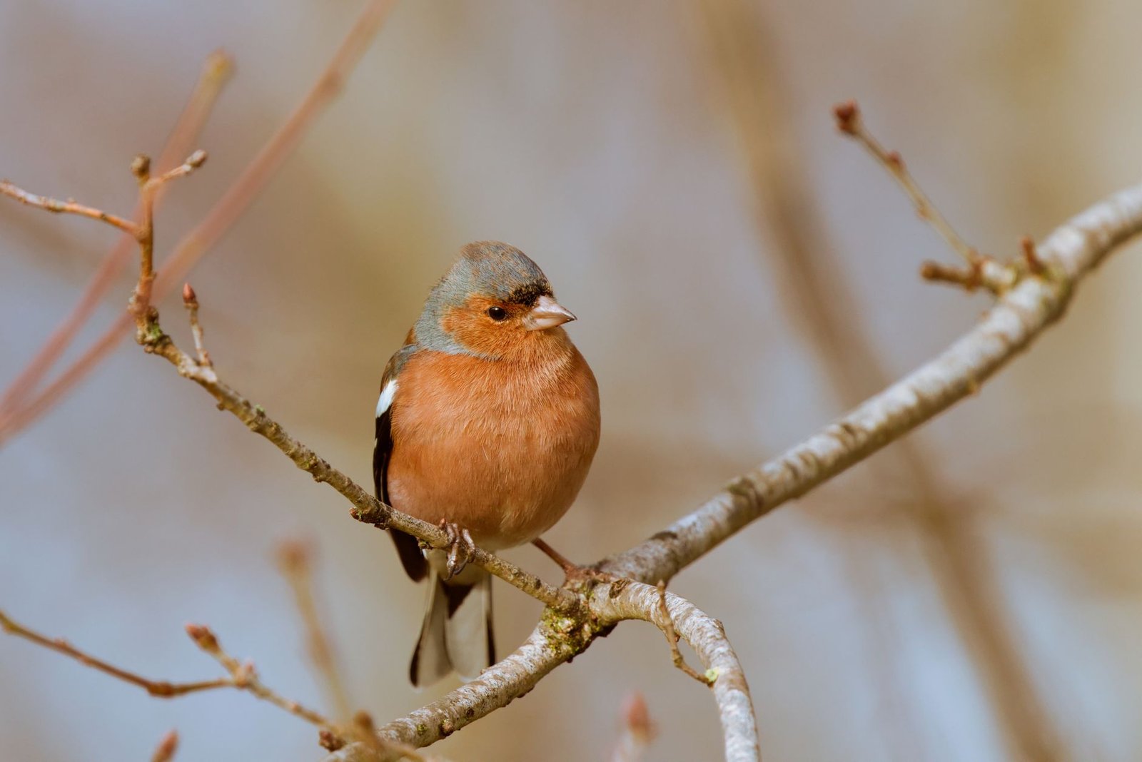 Close-up of a Chaffinch perched on a branch in Northern Ireland.