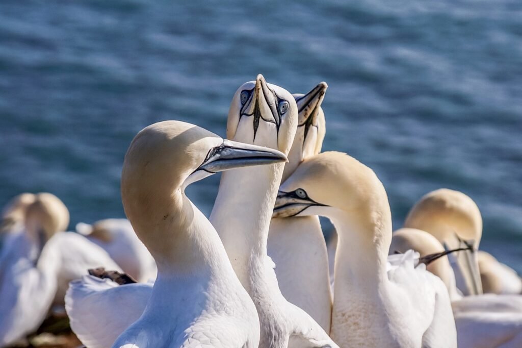sea bird, nature, northern gannet, birds