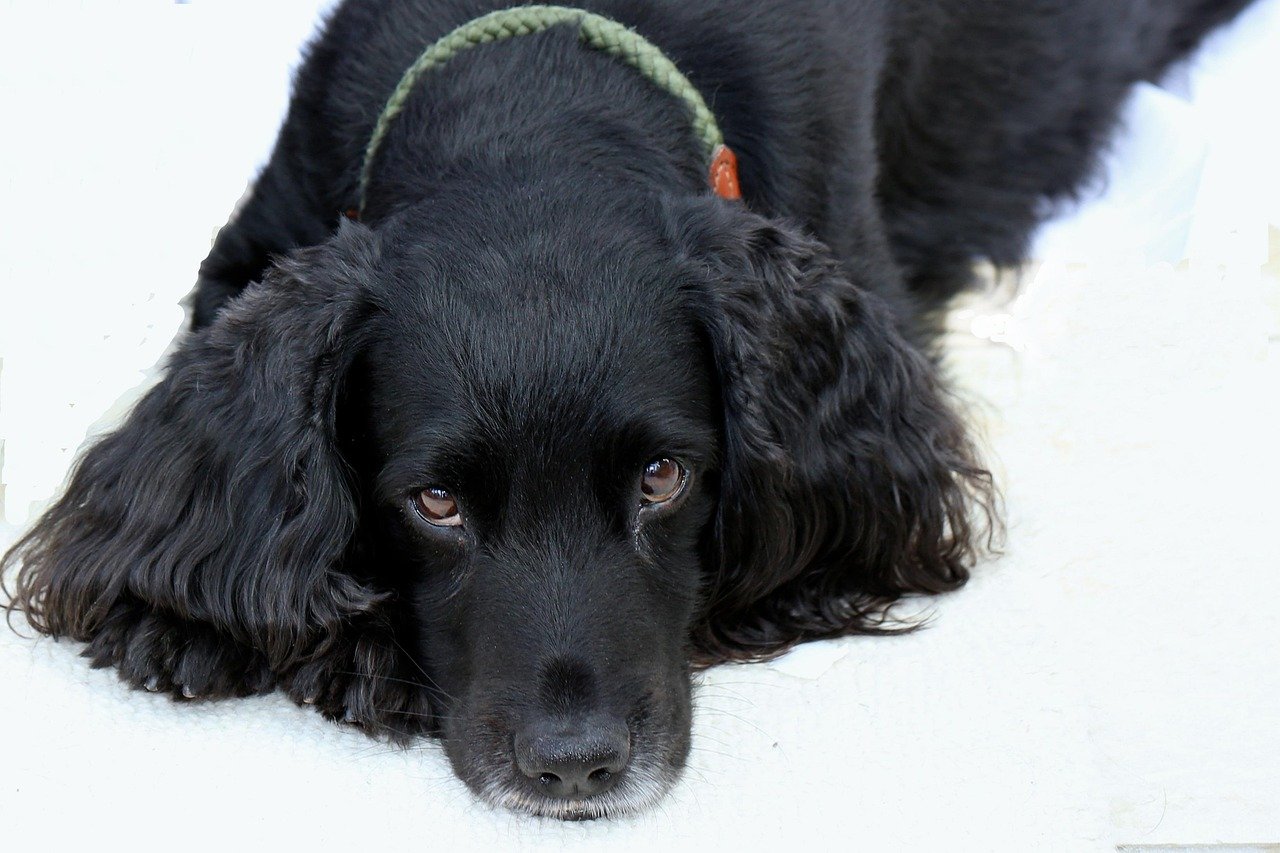 cocker spaniel, watching you, dog, pet, nature, observing, animal, eye, England, United Kingdom, Derby