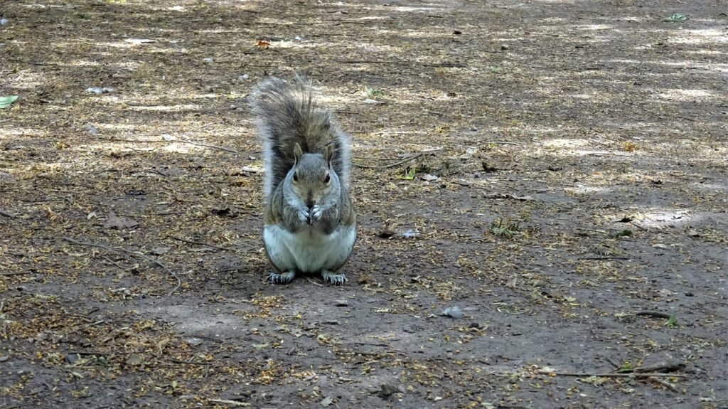 squirrel, park, nottingham, highfields, grey, red, ground, gray park, nottingham, nottingham, nottingham, nottingham, notting