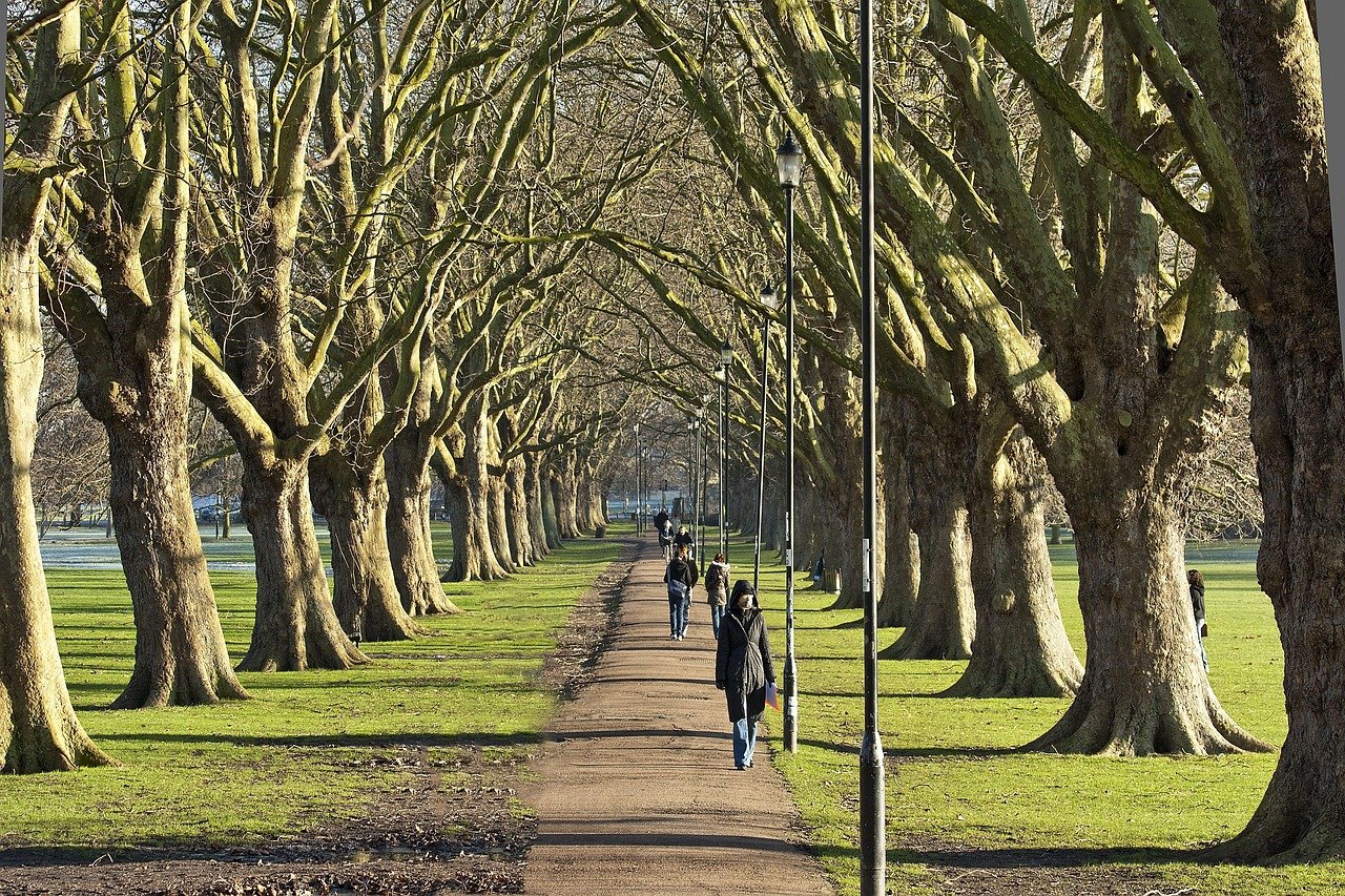 cambridge, nature, england, park, winter, trees, landscape