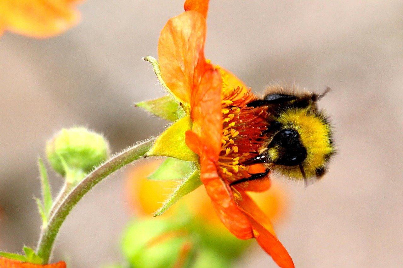 bumble bee, bumblebee, nature, flower, bumble, bee, yellow, flower wallpaper, bumble-bee, flower background, beautiful flower
