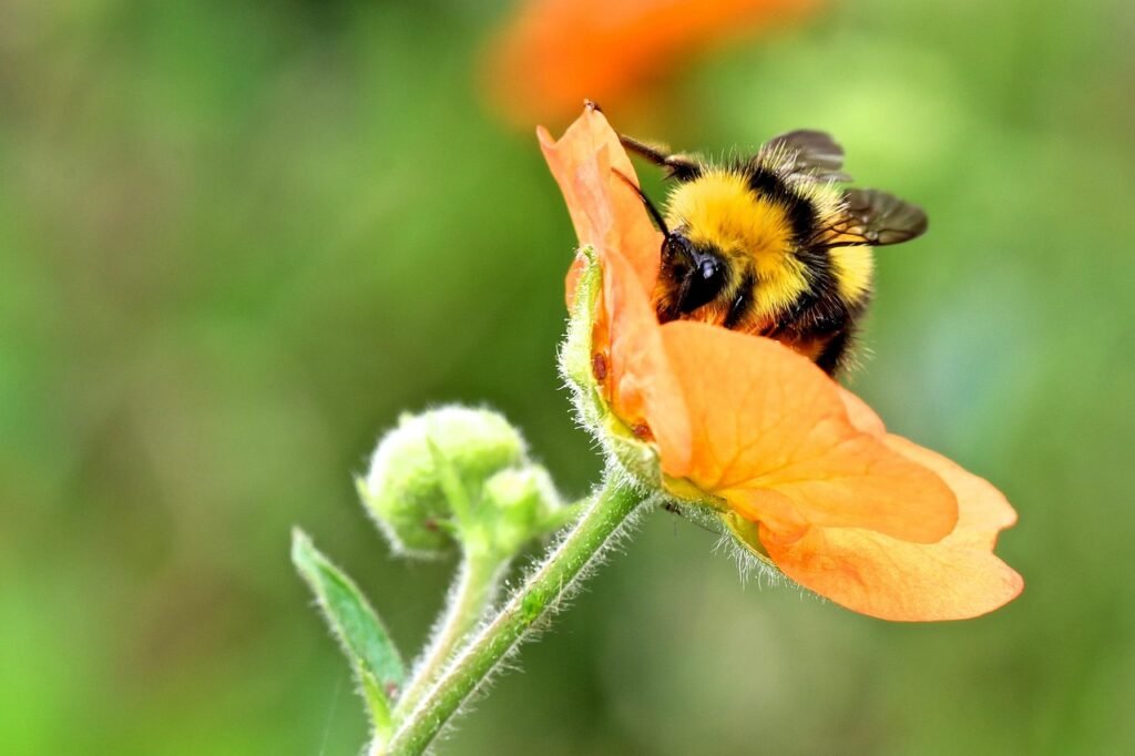bumble bee, flower background, bumblebee, insect, flower, beautiful flowers, bumble, flower wallpaper, bee, nature, bumble-be