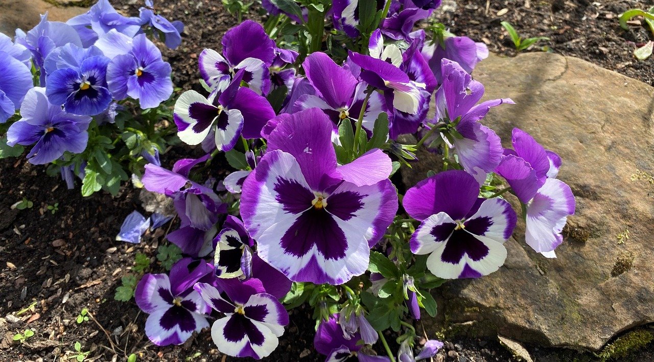 pansies, beautiful flowers, purple, flower wallpaper, lilac, blue, flower background, green, flowers, colorful, blossom, plan
