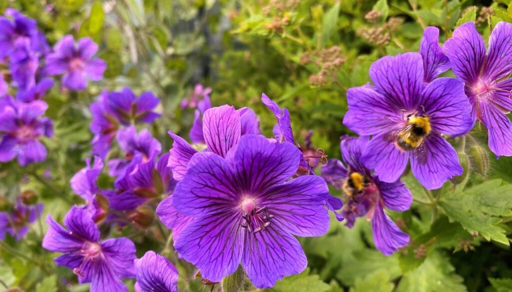 cranesbill, beautiful flowers, garden, flower wallpaper, green, nature, purple, flower background, bloom, flower, petals, bee