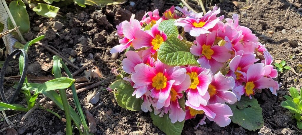 spring, flower, flower background, nature, flower wallpaper, white, pink, yellow, green, plant, colour, beautiful flowers, ga