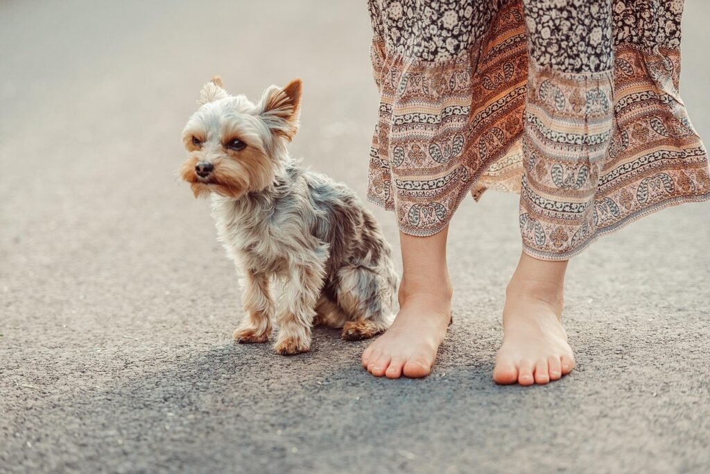 dog, yorkshire terrier, pet, nature, woman, street, animal, yorkie, outdoors