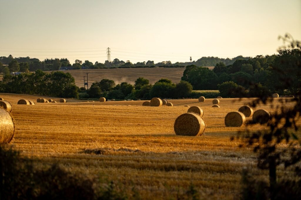 Serene landscape of hay bales in a golden field at sunset in Fishcross, Scotland.