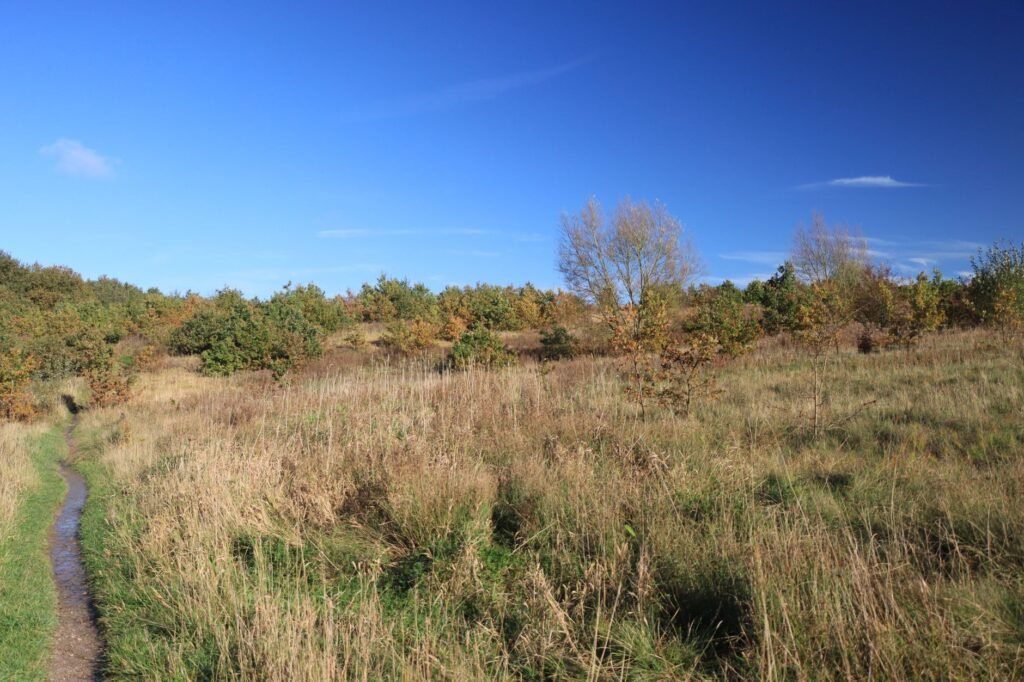 Peaceful landscape of an English countryside meadow with autumn colors under a clear blue sky.