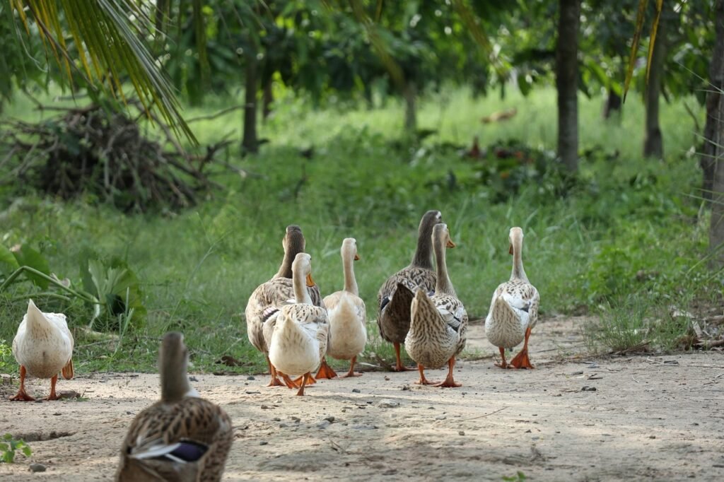 birds, ornithology, ducks, species, fauna, avian, animals, farm, grass, feeding, nature, field, outdoors, feathers, wings