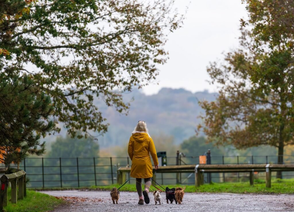 A woman walks dogs through serene autumn landscape in Sheffield Park, England.