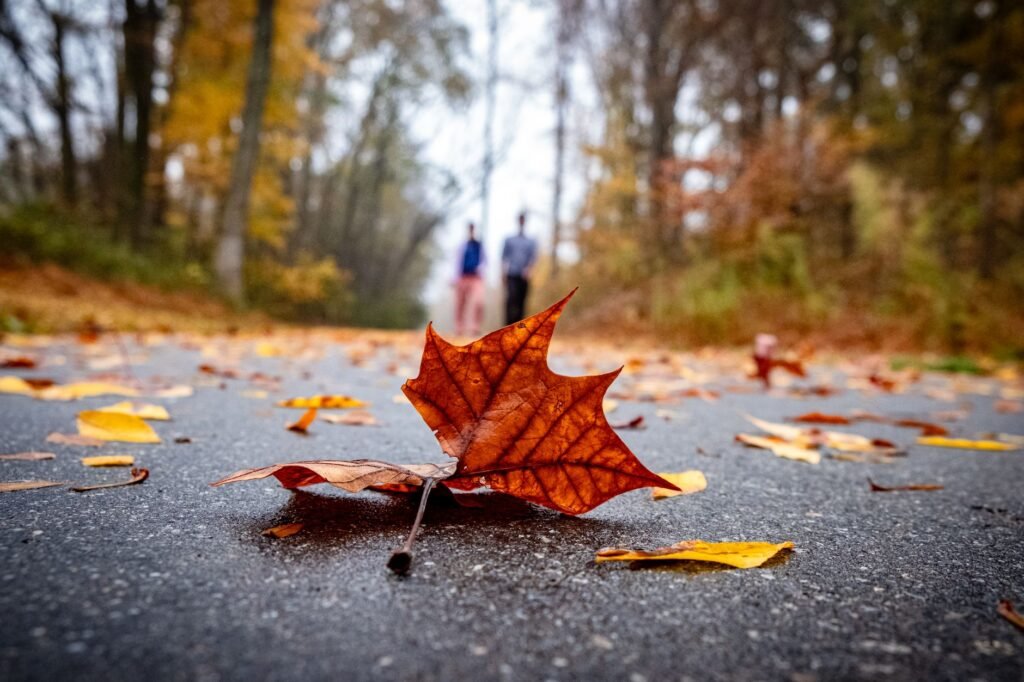 A vivid autumn leaf on a forest path with two blurred figures walking in the distance.