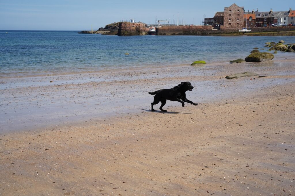 A black Labrador runs joyfully along the sandy beach in North Berwick, Scotland, under clear skies.