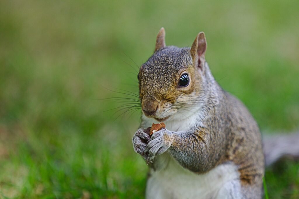 squirrel, nut, rodent, brown, mammal, possierlich, tail, United Kingdom, Edinburgh, Scotland