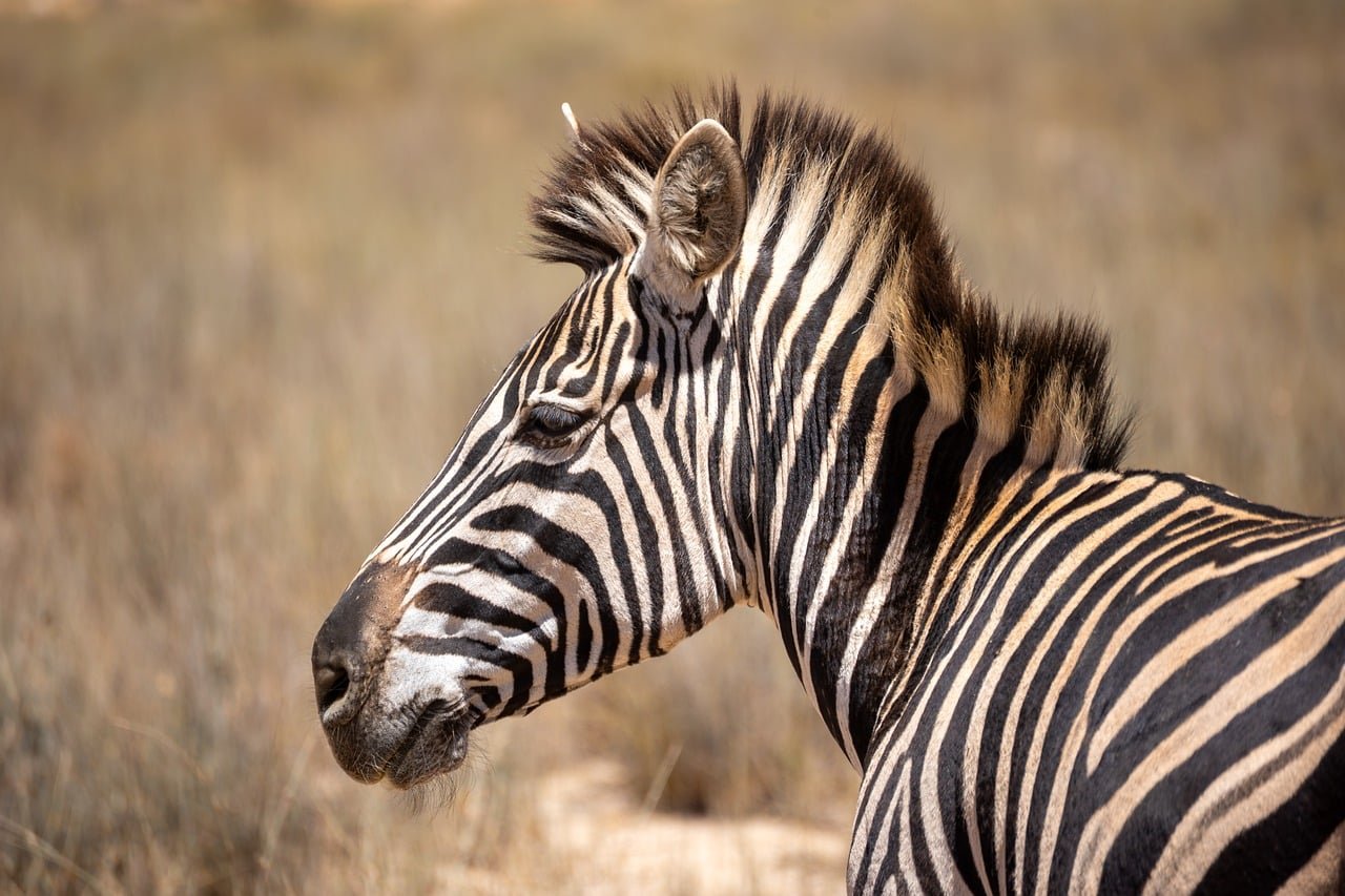 zebra, wildlife, savanna, black and white, africa, striped, nature, zoo, wild, natural world, wilderness, ecosystem, nature r
