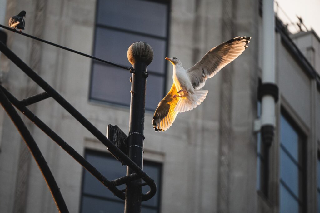 A seagull gracefully flying near a building with warm sunset light in London, England.