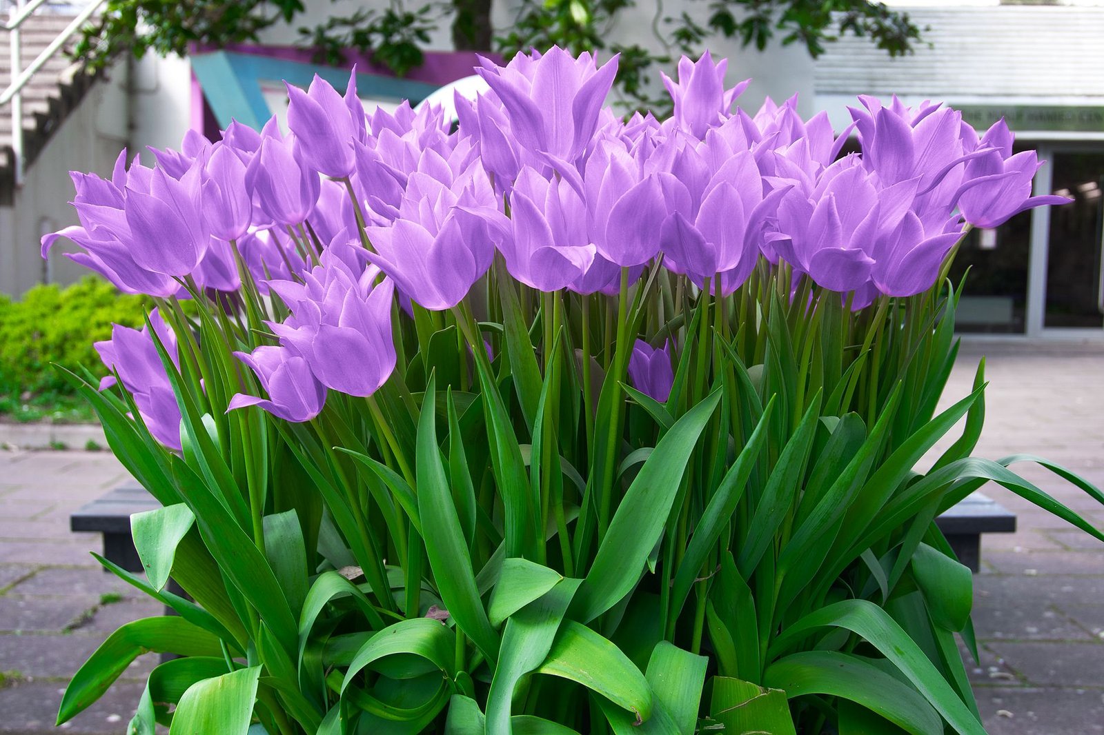 A vibrant display of lavender tulips blooming outdoors in Cambridge, England.