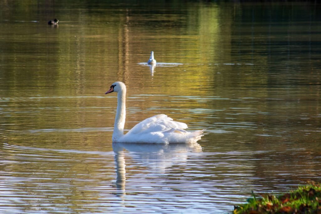 A serene swan swimming gracefully on a lake in Kingston upon Hull, England.