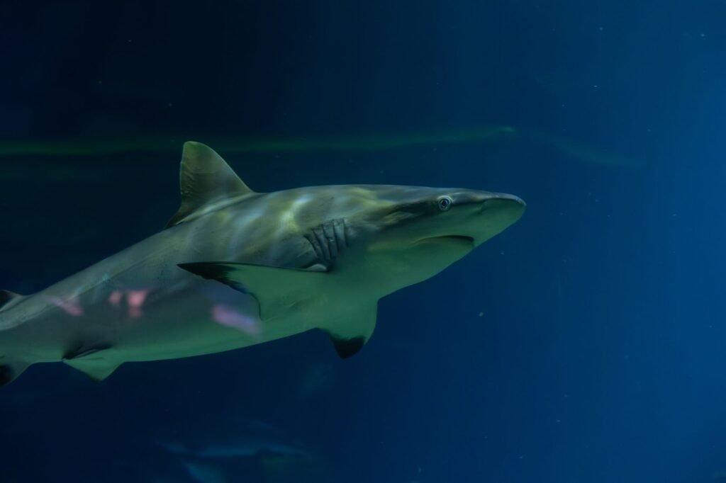 Close-up of a shark swimming in an aquarium in Kingston upon Hull, UK.