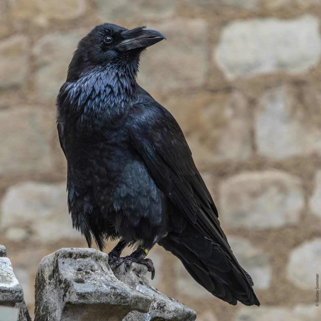 crow, tower of london, corbeau, crow, crow, crow, crow, crow, London, England, United Kingdom
