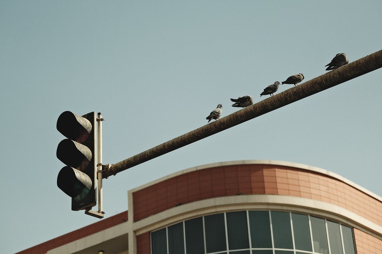 bird, nature, traffic light, urban bird, city wildlife, perched bird, street scene, cityscape, urban nature, bird on traffic