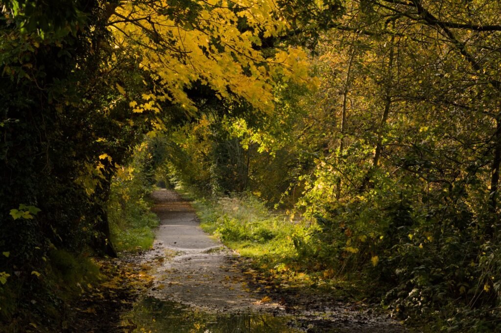 Peaceful footpath surrounded by vibrant autumn foliage in a Northern Ireland park.