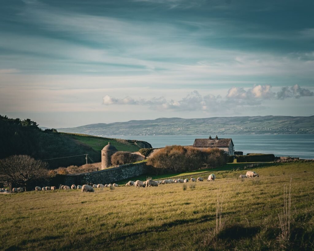 A serene coastal landscape features sheep grazing in a lush pasture near a historic stone farm building by the sea.