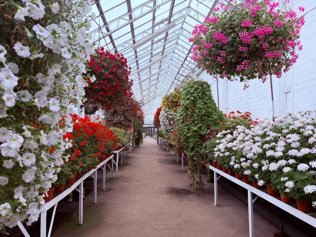 A colorful array of flowers in a spacious glasshouse, showcasing a vibrant botanical scene.
