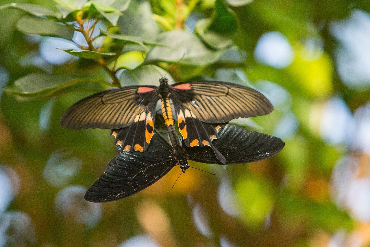 spangle, butterfly, insect, wings, plant, garden, fauna, nature, closeup, England, United Kingdom, Stratford-upon-Avon