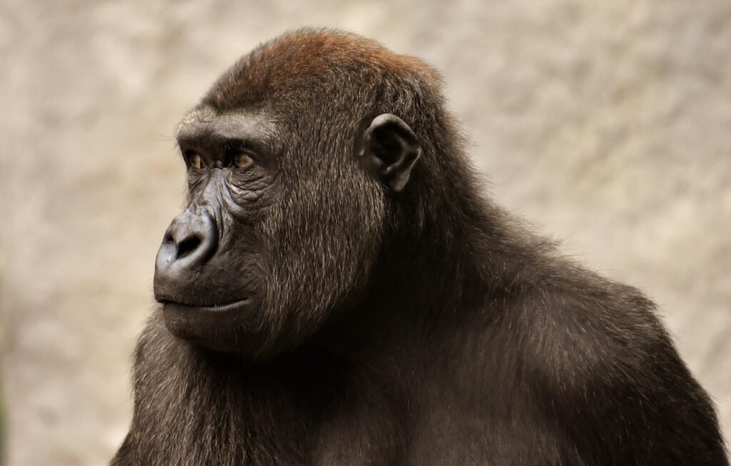 monkey, animal, ape, primate, mammal, zoo, endangered, wildlife, animal world, wildlife photography, nature, tierpark hellabr