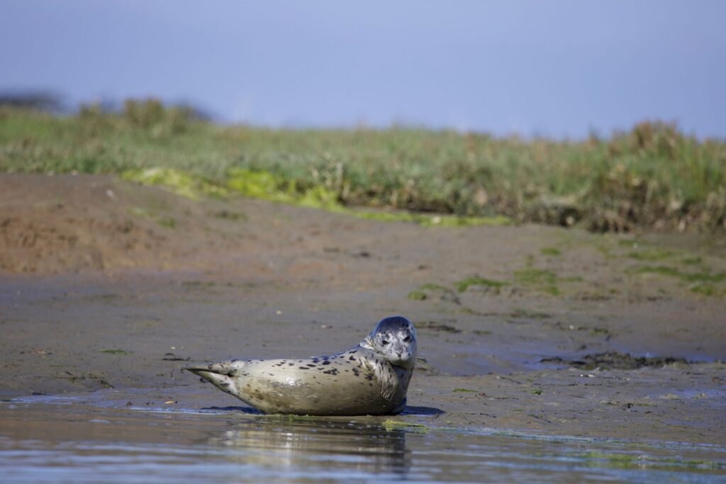 A harbor seal rests on the shore of Elkhorn Slough, California, amidst tranquil wetlands.