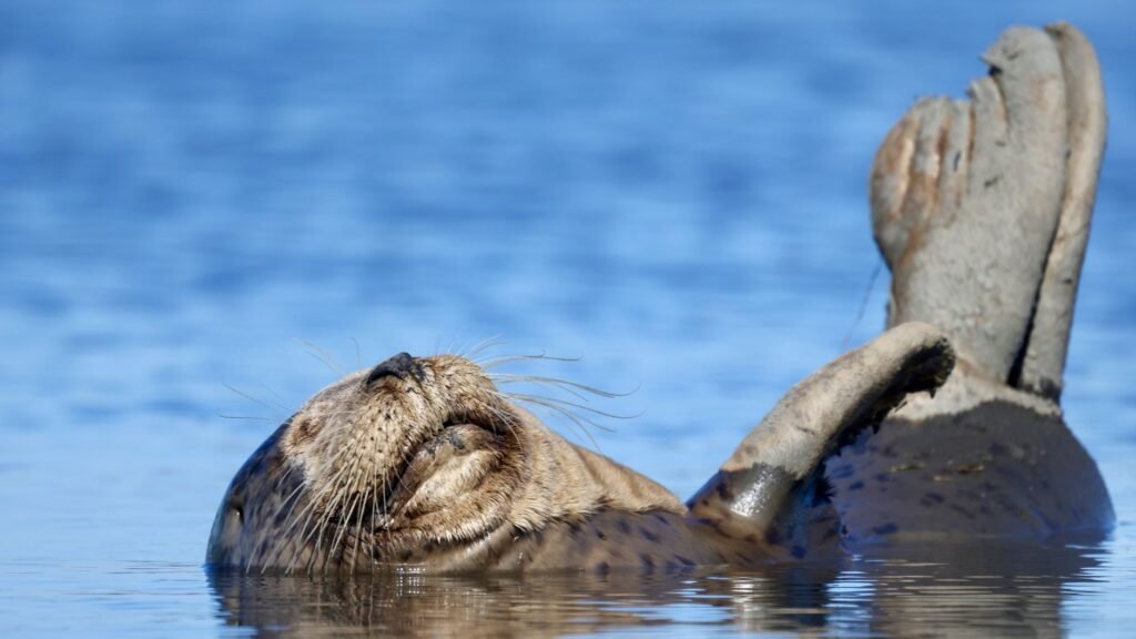 A serene harbor seal relaxing in the calm waters of Elkhorn Slough, California.