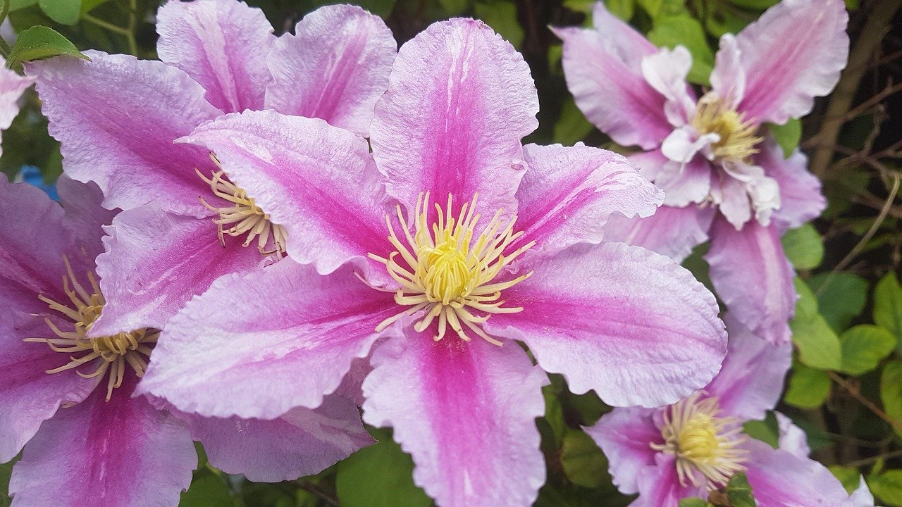 garden, flower wallpaper, beautiful flowers, nature, flowers, flower background, clematis, Cambridge, United Kingdom, England