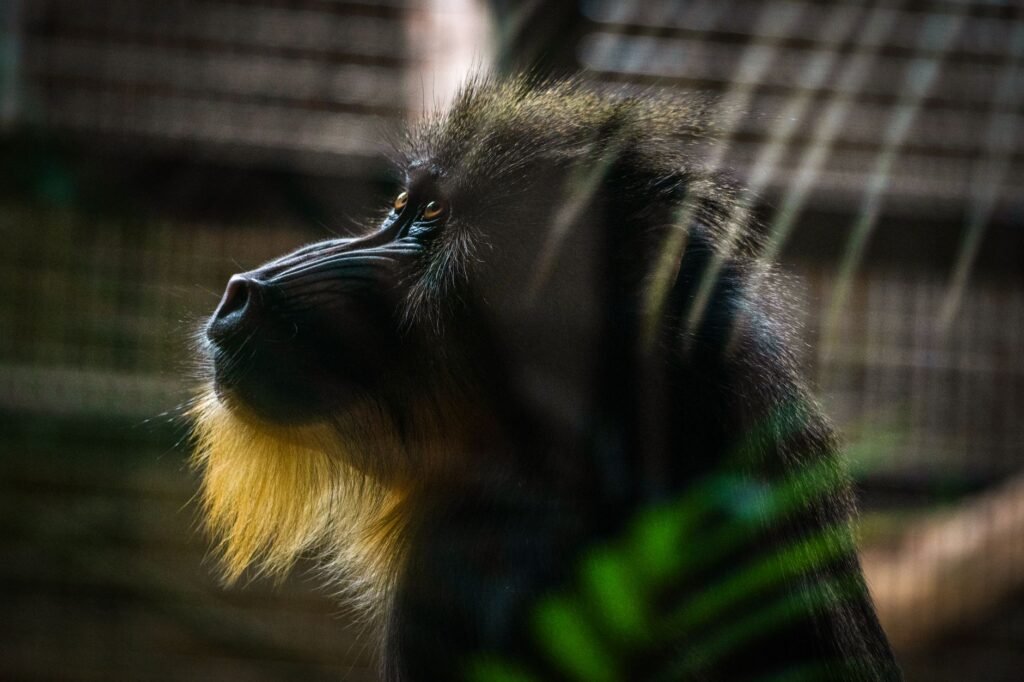 Captivating side portrait of a Mandrill in Chester Zoo, England, showcasing its unique colorful fur.